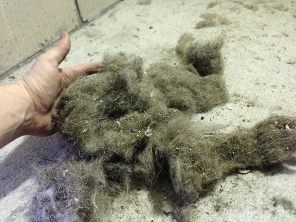 Dog hair carpet cleaning